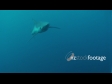 Shark Blue 7 1325